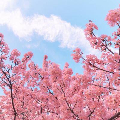 卧龙吟九游版下载